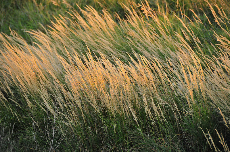 Wetland Prairie Mix Miller Seed Company