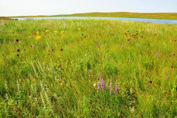 Wetland Prairie Mix Miller Seed Miller Seed Company