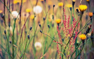 field of wildflowers close up